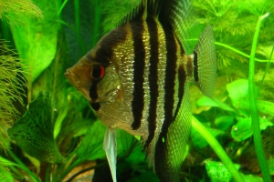 Скалярия, Pterophyllum scalare