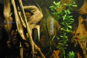 Скалярия, Pterophyllum scalare