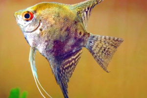 Скалярия, Pterophyllum scalare