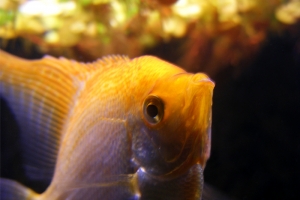 Скалярия, Pterophyllum scalare