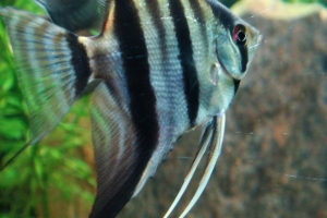 Скалярия, Pterophyllum scalare