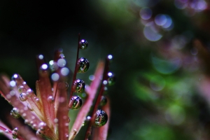 Ротала, Rotala indica