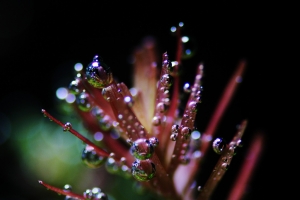 Ротала, Rotala indica