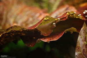Ротала, Rotala macrandra