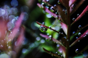 Ротала, Rotala indica