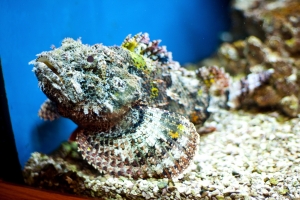 Пятнистый скорпион, Spotted Scorpionfish