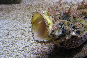 Пятнистый скорпион, Spotted Scorpionfish