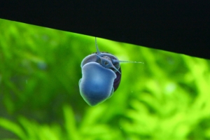 Улитки, Dark Purple Mystery Snail