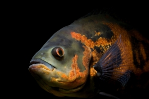 Цихлида Оскар, Velvet Cichlid