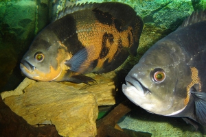 Цихлида Оскар, Velvet Cichlid