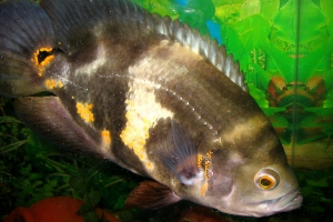 Цихлида Оскар, Velvet Cichlid