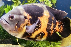 Цихлида Оскар, Velvet Cichlid