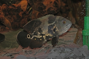 Цихлида Оскар, Astronotus ocellatus