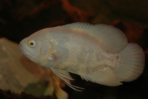 Цихлида Оскар, Astronotus ocellatus