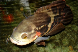 Цихлида Оскар, Astronotus ocellatus