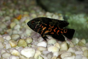 Цихлида Оскар, Astronotus ocellatus