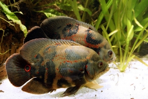 Цихлида Оскар, Astronotus ocellatus