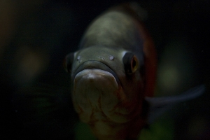Цихлида Оскар, Astronotus ocellatus
