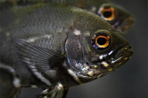 Цихлида Оскар, Astronotus ocellatus