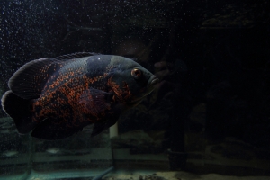 Цихлида Оскар, Astronotus ocellatus