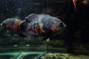 Цихлида Оскар, Astronotus ocellatus