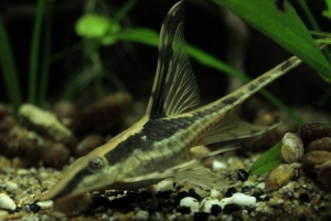 Фарловелла обыкновенная, Whiptail catfish