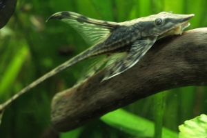 Фарловелла обыкновенная, Whiptail catfish