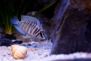 Альтолампрологус кальвус, Altolamprologus Calvus white Chaitika  