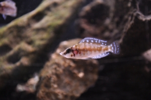 Альтолампрологус кальвус, Chaitika White