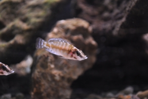 Альтолампрологус кальвус, Chaitika White