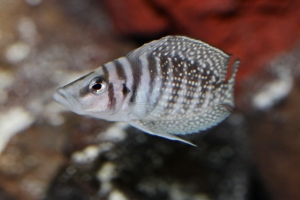 Альтолампрологус кальвус, Chaitika White  