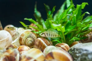 Альтолампрологус кальвус, White Calvus