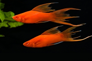 Меченосец, Xiphophorus helleri