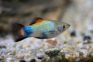 Меченосец, Xiphophorus helleri