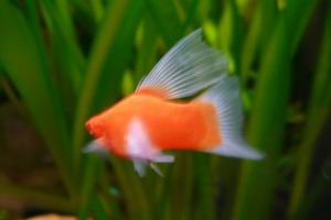 Меченосец, Xiphophorus helleri