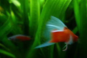 Меченосец, Xiphophorus helleri