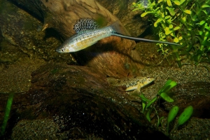 Меченосец, Xiphophorus helleri