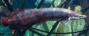 Арапайма (Arapaima gigas)