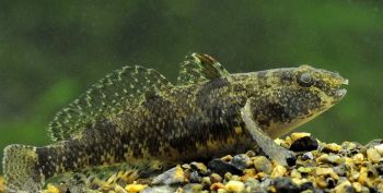 Бычок-цуцик (Proterorhinus semipellucidus)