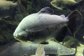 Черный паку / Colossoma Brachypomum