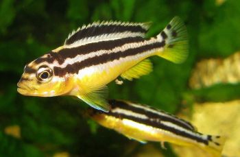 Меланохромис (золотой попугай)