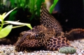 Pterygoplichthys gibbiceps