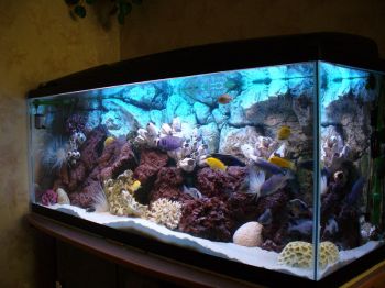 Изготовление аквариума на заказ: особенности и преимущества