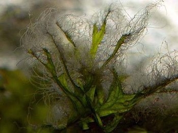 Борьба с аквариумными водорослями