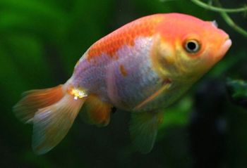 Золотая рыбка Ранчу