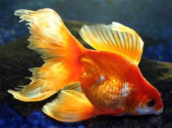 Вуалехвост, кормление и содержание золотой рыбки