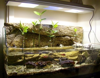 Знакомство со специальными аквариумами