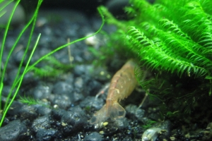 Мох Феникс, Fissidens aquatic moss