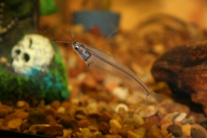 Стеклянный сом, glass catfish