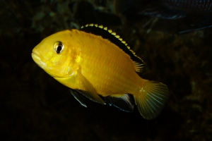 Лабидохромис Церелеус, Labidochromis caeruleus